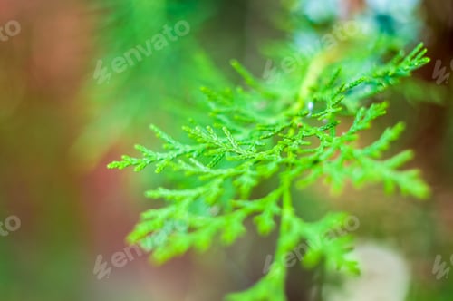 Preview: Incense Cedar Tree Calocedrus Decurrens Branch Close Up.