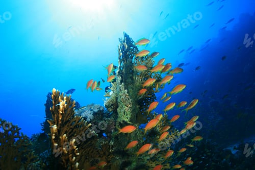 Preview: Fire Coral And Lyretail Anthias