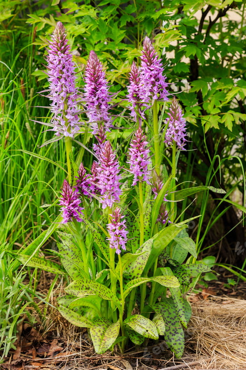 Preview: Spotted Orchid Or Spotted Orchid (Lat. Dactylorhíza Maculata) - A Kind Of Herbaceous Plants Of The