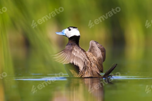 Preview: Swimming Cute Duck. Colorful Nature Background. Bird: White Headed Duck. Oxyura Leucocephala.