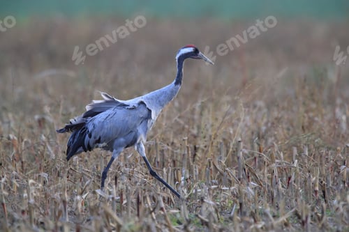 Preview: Common Cranes In The Field Mecklenburg Germany