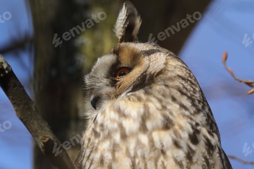 Preview: Long-Eared Owl (Asio Otus) Sitting In Tree,Germany