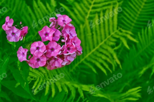 Preview: Colorful Bright Phlox Flowers On A Background Of Summer Landscape.