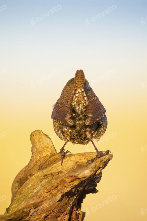 Preview: Cute Little Bird Blue Yellow Nature Background. Bird: Eurasian Wren. Troglodytes Troglodytes.
