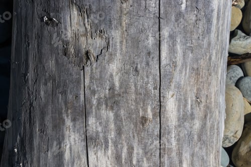 Preview: Driftwood, Washed Up By The Sea On A Pebble Beach