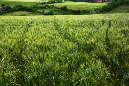 Preview: A Field With Green Wheat, Ear Of Wheat