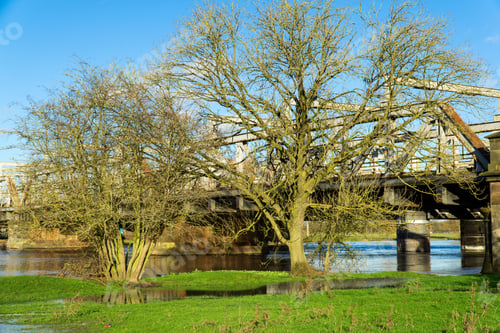 Preview: Bare Trees On A Flooded River Bank.