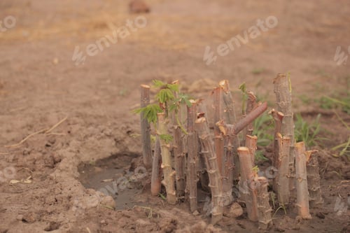 Preview: Nature Food Close Up - Photography Of Bright Green Manioc Leafs And Brown Tuberous Etable Roots