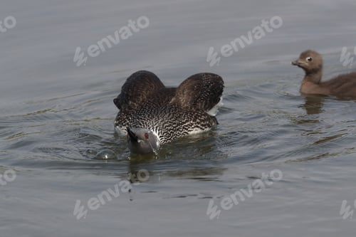 Preview: Red-Throated Loon (North America) Or Red-Throated Diver (Britain And Ireland) Iceland