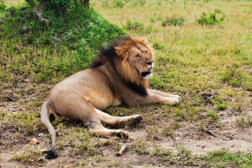 Preview: Male African Lion In The Maasai Mara National Park, Kenya