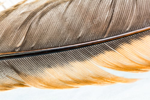 Preview: Colorful Hen Feather With Details And Reflexions