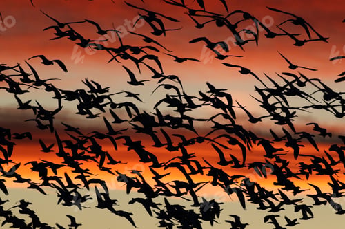 Preview: Snow Geese In The Dawn, Bosque Del Apache, New Mexico Usa