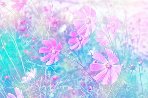 Preview: Colorful Cosmos Flowers On A Background Of Summer Landscape.