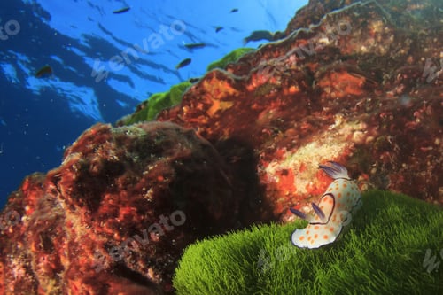 Preview: Ringed Chromodorid Nudibranch