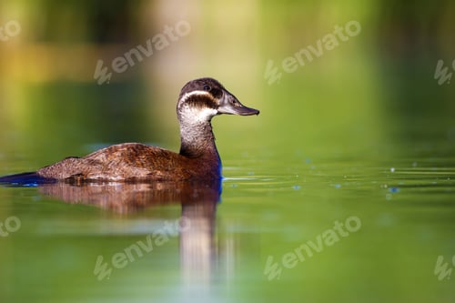 Preview: Swimming Duck. Colorful Lake Habitat Background. Bird: White Headed Duck. Oxyura Leucocephala.