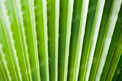 Preview: Chamaerops Humilis Plant - Beautiful Details And Texture In Botanical Garden