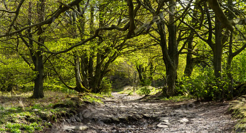 Preview: Dirt Track Hiking Trail In Woodland
