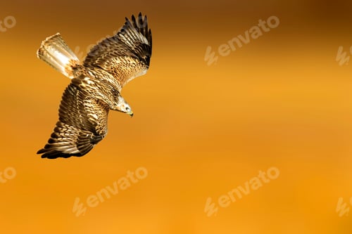 Preview: Wild Bird Buzzard. Orange Natural Background. Isolated Bird.