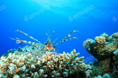 Preview: Lionfish Hunting Over Acropora Coral