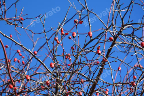 Preview: Dog Rose (Rosa Canina) Bush Against Blue Sky