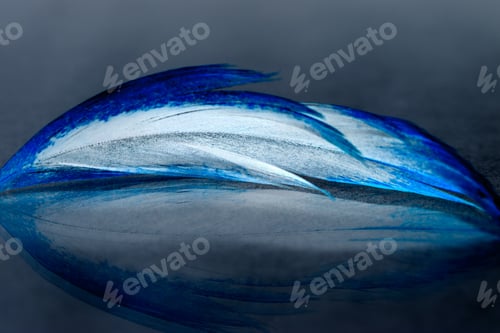 Preview: Colorful Rooster Feather With Details And Reflexions