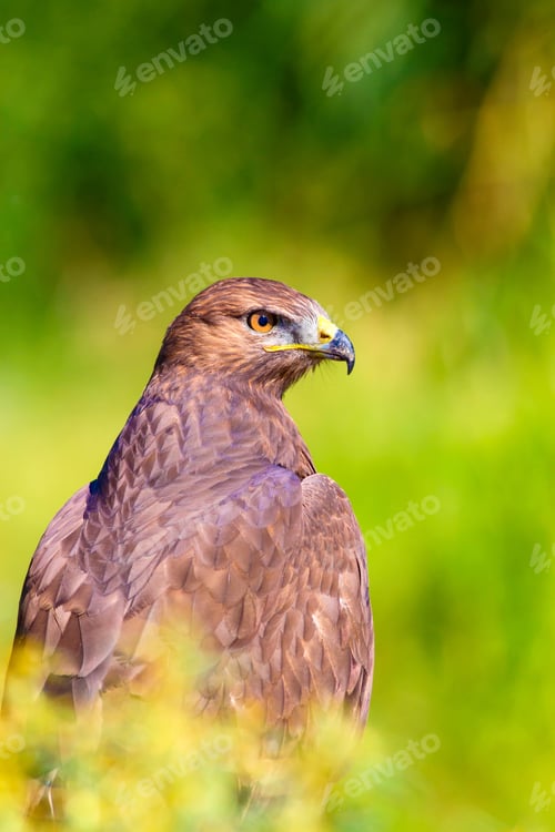 Preview: Bird Of Prey. Portrait Of Buzzard. Green Nature Background.