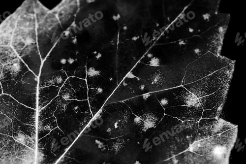 Preview: Texture With Rotten Leaves With Fibers