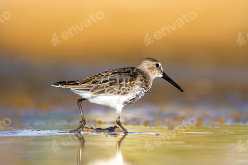 Preview: Wetland And Coastal Bird. Colorful Nature Background. Common Water Bird: Curlew Sandpiper.
