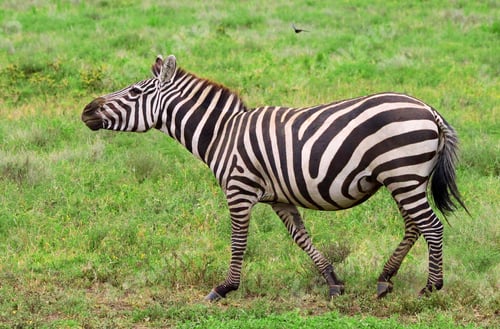 Preview: Zebra In Lake Manyara National Park, Tanzania