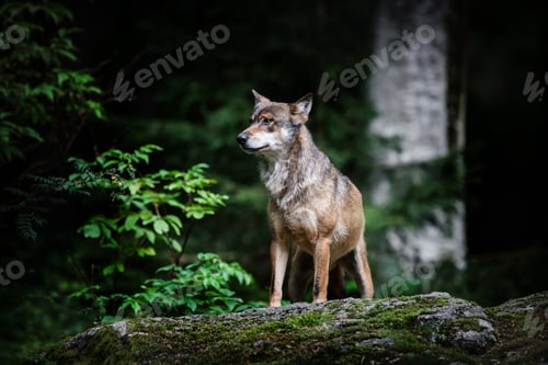 Preview: Gray (Or Grey) Wolf (Canis Lupus) In The Bayerischer Wald National Park In Bavaria, Germany