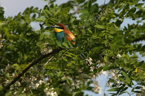 Preview: European Bee-Eater (Merops Apiaster) Germany (East)