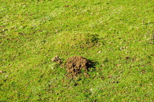 Preview: Mole Hills On The Grass.