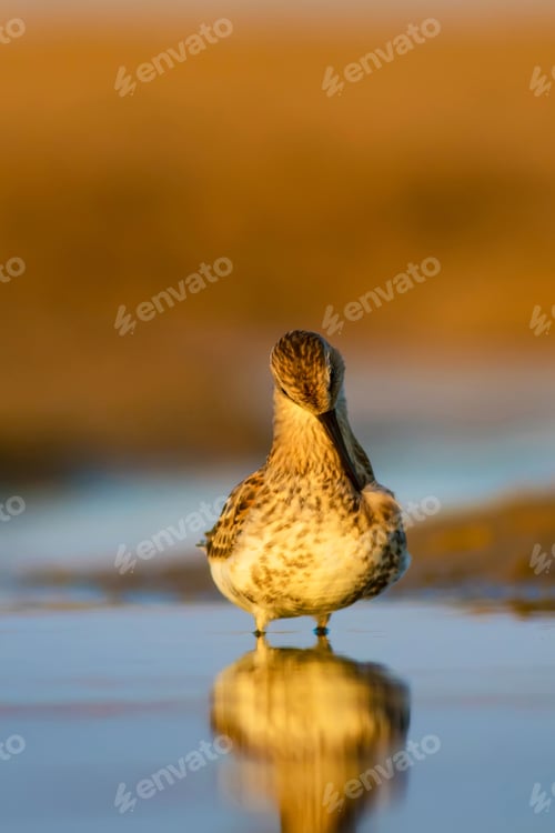 Preview: Water Bird. Colorful Nature Background. Bird: Curlew Sandpiper. Calidris Ferruginea.