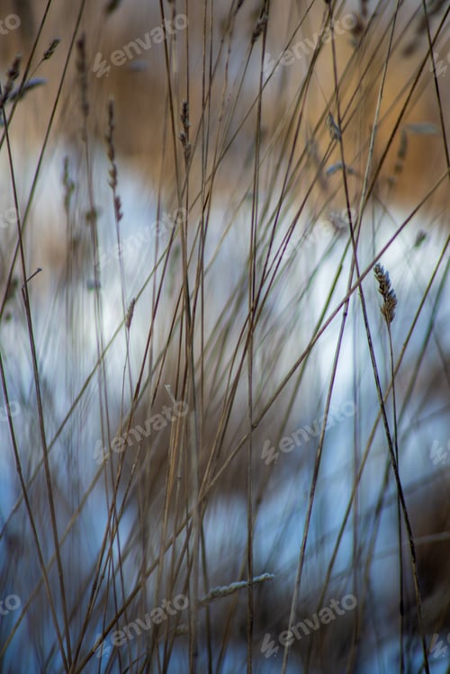 Preview: Frozen Nature Details. Tree Branches And Grass In Snow And Ice