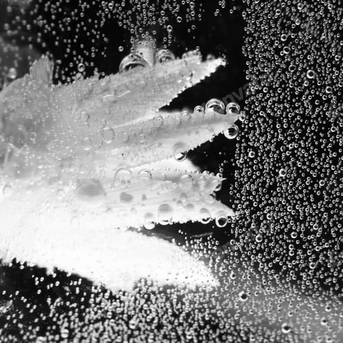 Preview: Black And White Abstract Underwater Composition With Dried Flower, Bubbles And Light