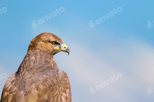 Preview: Bird Portait. Bird Of Prey. Blue Sky Background.
