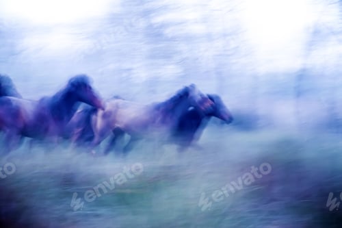 Preview: Wild Horses Running Free in Hazy Field