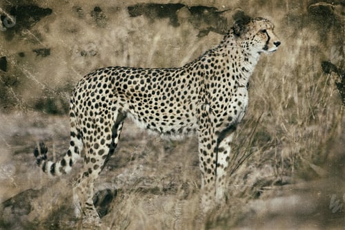 Preview: Vintage Style Image Of A Cheetah (Acinonyx Jubatus Soemmeringii) In The Okavango Delta, Botswana