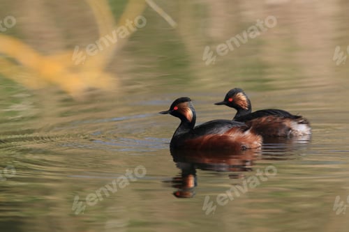Preview: Black-Necked Grebe (Podiceps Nigricollis) Baden Württemberg Germany