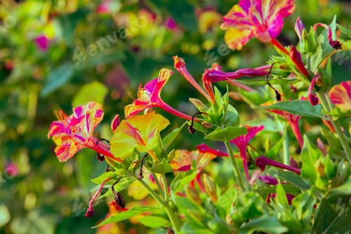 Preview: Beautiful Purple And Yellow Flowers Of Mirabilis Jalapa Or The Four O’ Clock In Summer Garden