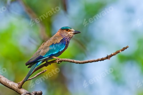 Preview: Indian Roller In In The Bandhavgarh National Park In India. Bandhavgarh Is Located In Madhya