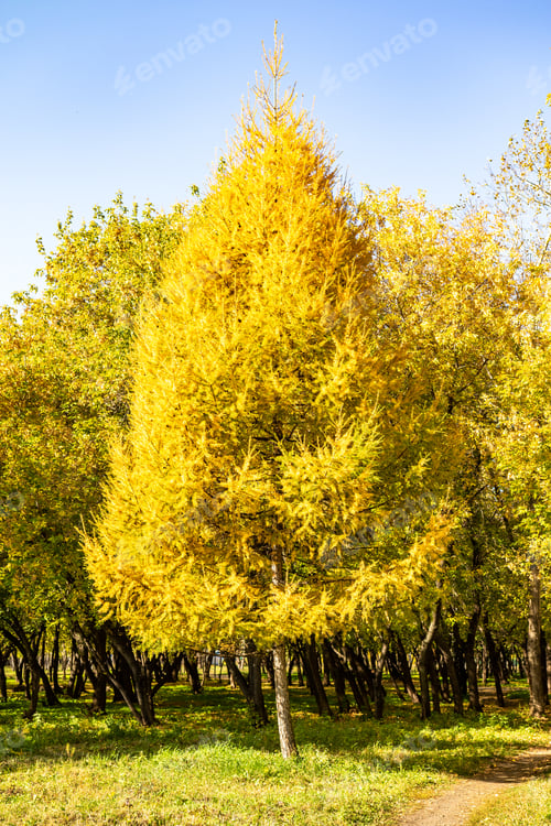 Preview: Leaves Of Trees View From Below Into The Sky, Autumn Landscape