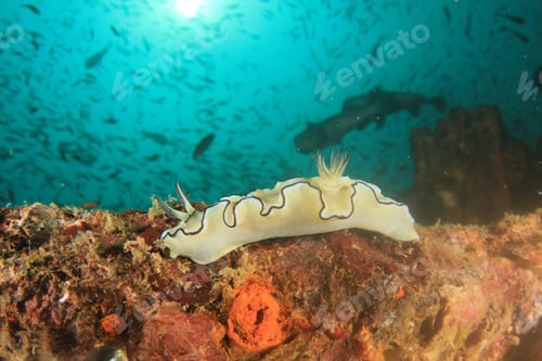 Preview: Nudibranch
