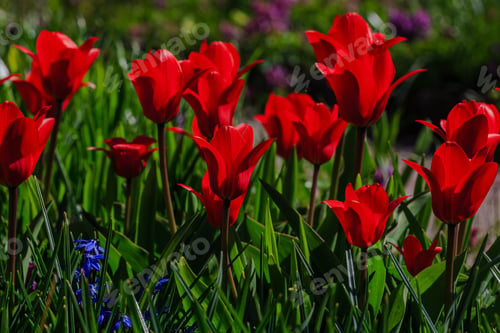 Preview: Tulipa Kaufmanniana (Waterlily Tulip) In Spring Garden