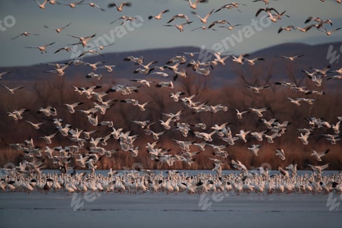 Preview: Snow Geese Bosque Del Apache, New Mexico Usa