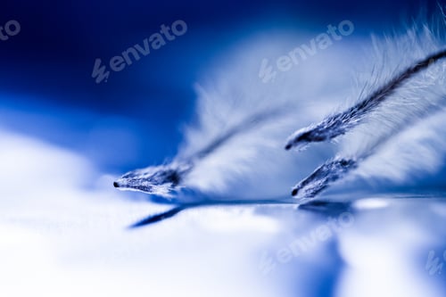 Preview: Abstract Composition With Dried Clematis Seeds And Light