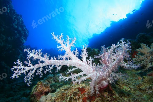 Preview: Soft Coral