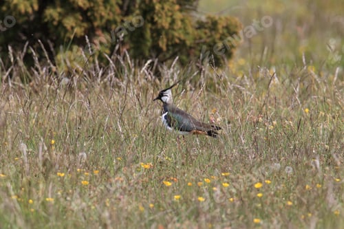 Preview: Northern Lapwing (Vanellus Vanellus) Sweden