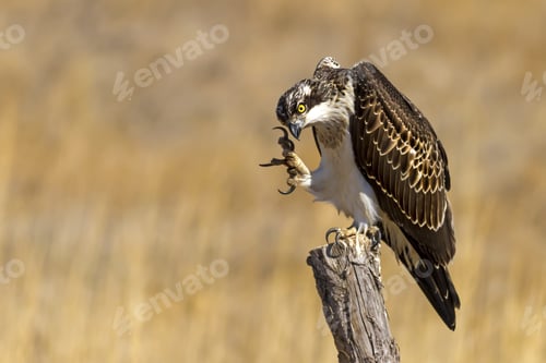 Preview: Bird Of Prey. Eagle Osprey. Yellow Nature Background. Eagle: Western Osprey. Pandion Haliaetus.