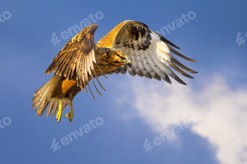 Preview: Bird Of Prey. Flying Buzzard. White Clouds And Blue Sky Background.